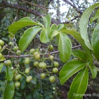 Tetrastigma nilagiricum (Miq.) B.V.Shetty